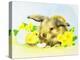 Easter Bunny with Primrose and Chick-Diane Matthes-Premier Image Canvas