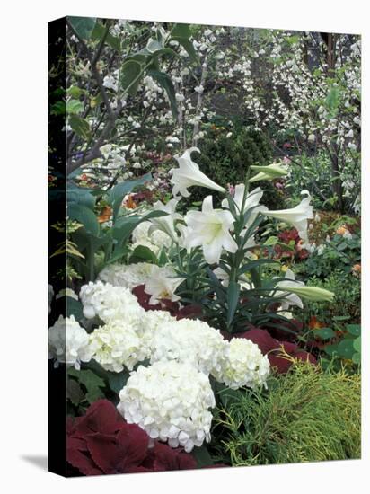 Easter Lilies and Hydrangea Flowers-Adam Jones-Premier Image Canvas