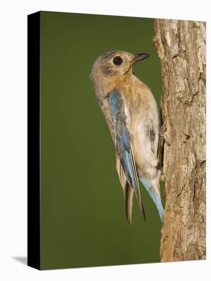 Eastern Bluebird at Nesting Cavity, Willacy County, Rio Grande Valley, Texas, USA-Rolf Nussbaumer-Premier Image Canvas