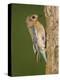 Eastern Bluebird at Nesting Cavity, Willacy County, Rio Grande Valley, Texas, USA-Rolf Nussbaumer-Premier Image Canvas