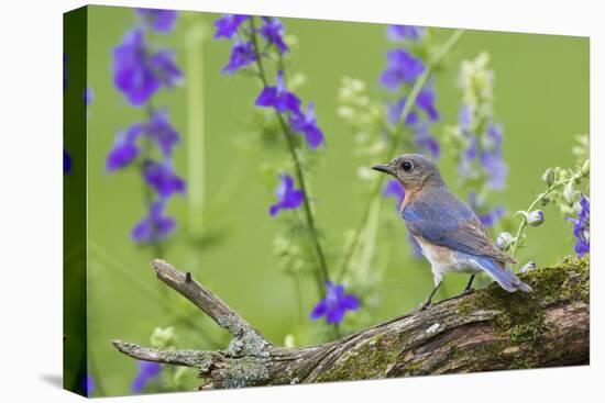 Eastern Bluebird Female in Flower Garden, Marion County, Il-Richard and Susan Day-Premier Image Canvas