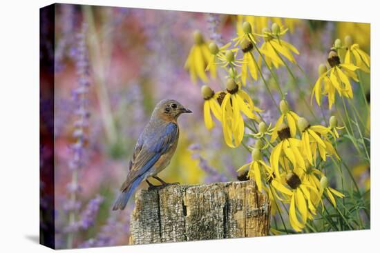 Eastern Bluebird Female on Fence Post Near Flower Garden, Marion, Il-Richard and Susan Day-Premier Image Canvas