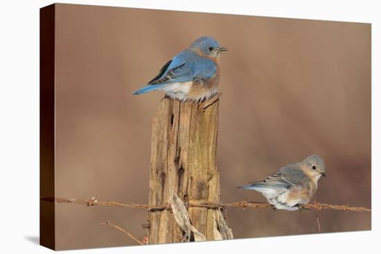 Eastern Bluebird Male and Female in Winter-null-Premier Image Canvas