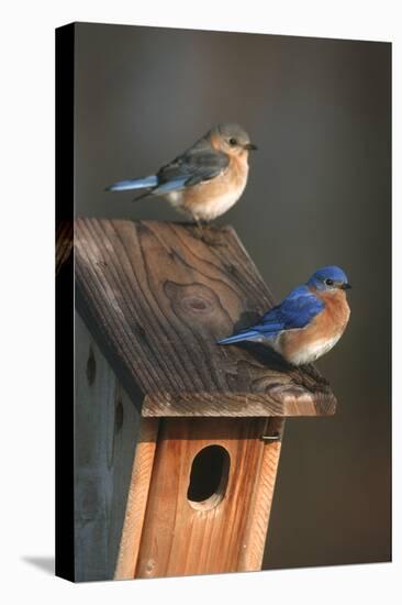 Eastern Bluebird Male and Female on Peterson Nest Box Marion County, Illinois-Richard and Susan Day-Premier Image Canvas