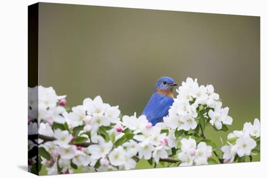 Eastern Bluebird Male in Crabapple Tree, Marion, Illinois, Usa-Richard ans Susan Day-Premier Image Canvas