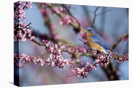 Eastern Bluebird Male in Eastern Redbud, Marion, Illinois, Usa-Richard ans Susan Day-Premier Image Canvas