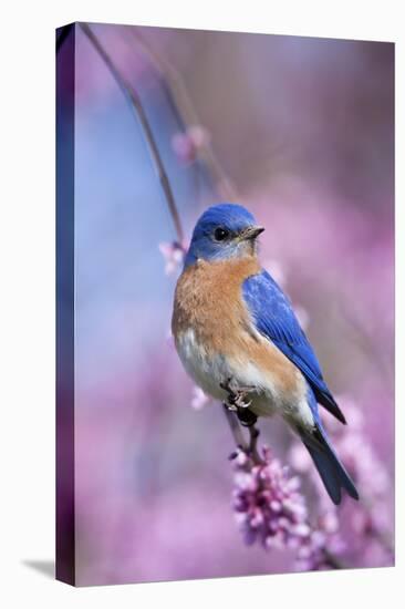 Eastern Bluebird Male in Eastern Redbud, Marion, Illinois, Usa-Richard ans Susan Day-Premier Image Canvas