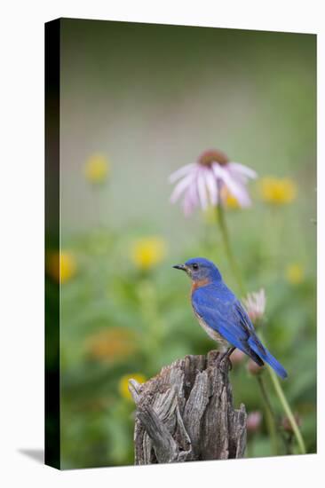 Eastern Bluebird Male in Flower Garden, Marion County, Il-Richard and Susan Day-Premier Image Canvas