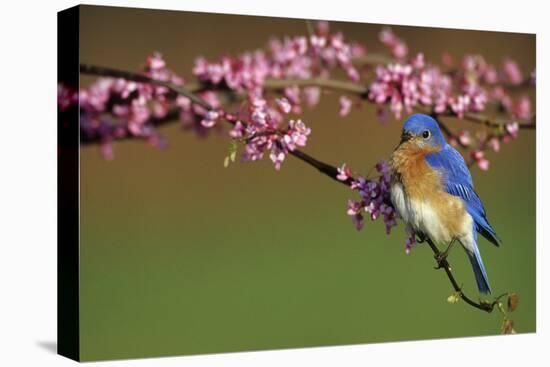 Eastern Bluebird Male in Redbud Tree in Spring Marion County, Illinois-Richard and Susan Day-Premier Image Canvas