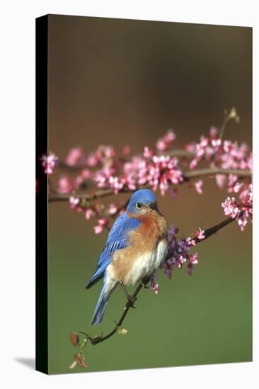 Eastern Bluebird Male in Redbud Tree in Spring Marion County, Illinois-Richard and Susan Day-Premier Image Canvas