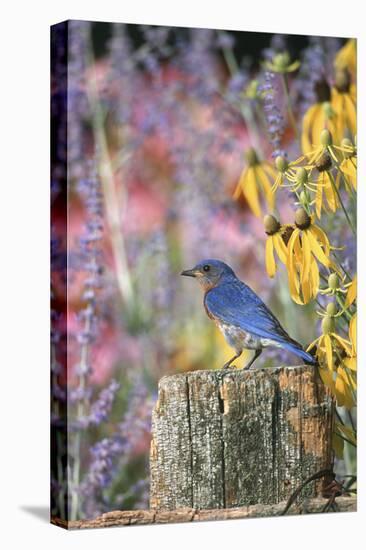 Eastern Bluebird Male on Fence in Flower Garden, Marion, Il-Richard and Susan Day-Premier Image Canvas