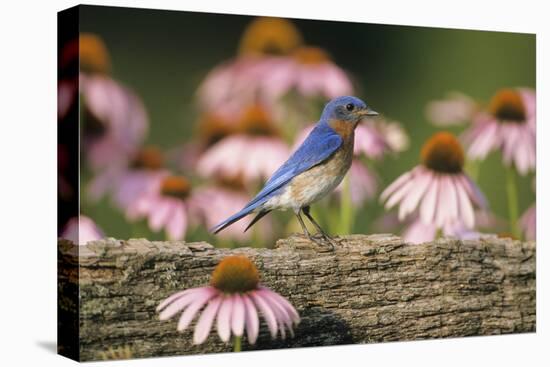 Eastern Bluebird Male on Fence Near Purple Coneflowers, Marion, Il-Richard and Susan Day-Premier Image Canvas