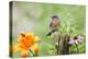 Eastern Bluebird Male on Fence Post, Marion, Illinois, Usa-Richard ans Susan Day-Premier Image Canvas