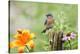 Eastern Bluebird Male on Fence Post, Marion, Illinois, Usa-Richard ans Susan Day-Premier Image Canvas