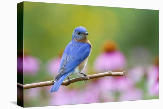 Eastern Bluebird Male on Perch, Marion, Illinois, Usa-Richard ans Susan Day-Premier Image Canvas