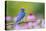 Eastern Bluebird Male on Perch, Marion, Illinois, Usa-Richard ans Susan Day-Premier Image Canvas