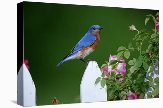 Eastern Bluebird Male on Picket Fence Near Pink Rose Bush Marion County, Illinois-Richard and Susan Day-Premier Image Canvas