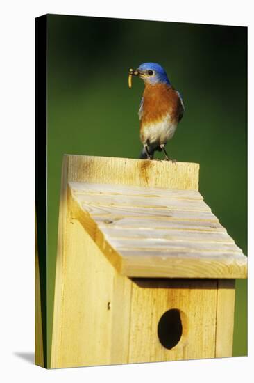 Eastern Bluebird Male with Mealworms at Nestbox Marion County, Illinois-Richard and Susan Day-Premier Image Canvas