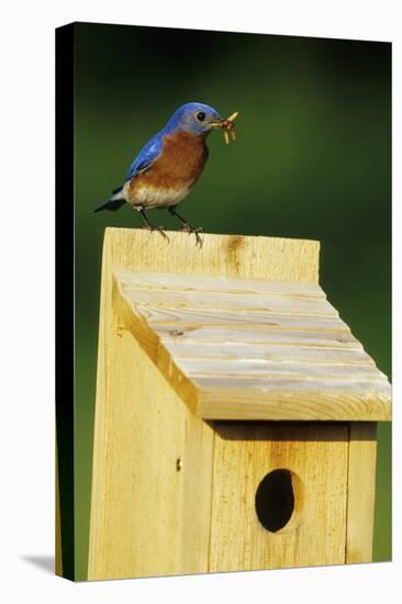 Eastern Bluebird Male with Mealworms at Nestbox Marion, Il-Richard and Susan Day-Premier Image Canvas