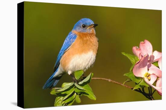 Eastern Bluebird Male-null-Premier Image Canvas