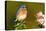 Eastern Bluebird Male-null-Premier Image Canvas