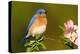 Eastern Bluebird Male-null-Premier Image Canvas