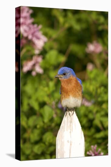 Eastern Bluebird on Picket Fence, Marion, Illinois, Usa-Richard ans Susan Day-Premier Image Canvas