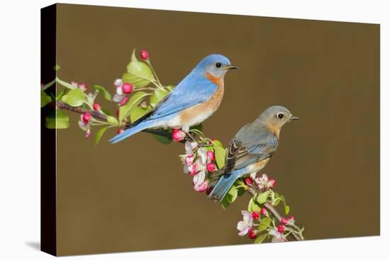 Eastern Bluebird Pair-null-Premier Image Canvas