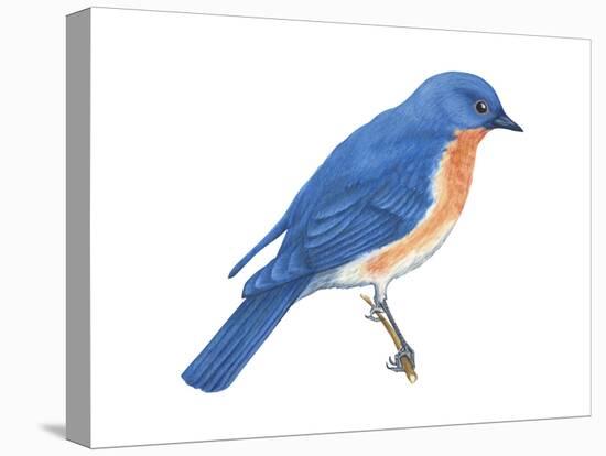 Eastern Bluebird (Sialia Sialis), Birds-Encyclopaedia Britannica-Stretched Canvas