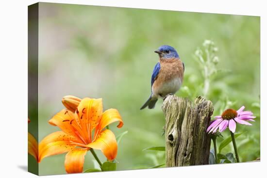 Eastern Bluebird (Sialia sialis) male on fence post near flower garden, Marion, Illinois, USA.-Richard & Susan Day-Premier Image Canvas