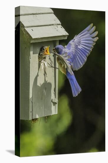 Eastern Bluebird-Gary Carter-Premier Image Canvas