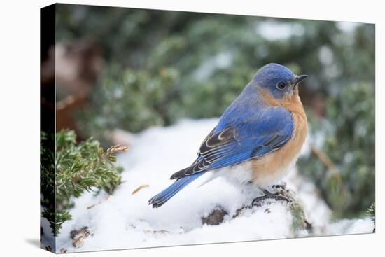 Eastern Bluebird-Gary Carter-Premier Image Canvas