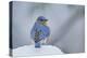 Eastern Bluebird-Gary Carter-Premier Image Canvas