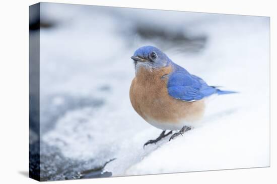 Eastern Bluebird-Gary Carter-Premier Image Canvas