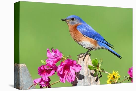 Eastern Bluebird-Lantern Press-Stretched Canvas