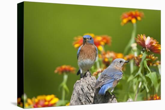 Eastern Bluebirds on Fence Post, Holmes, Mississippi, Usa-Richard ans Susan Day-Premier Image Canvas