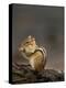 Eastern Chipmunk, (Eutamia Spp), Algonquin Provincial Park, Ontario, Canada-Thorsten Milse-Premier Image Canvas