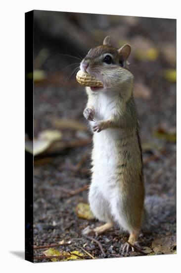 Eastern Chipmunk (Tamias Striatus) With Peanut In Mouth Pouch, Algonquin Provincial Park, Ontario-Ben Lascelles-Premier Image Canvas