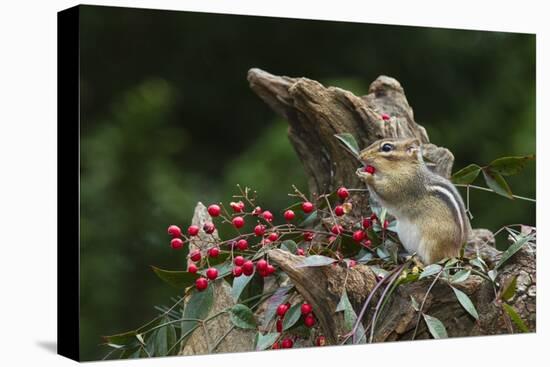 Eastern Chipmunk-Gary Carter-Premier Image Canvas