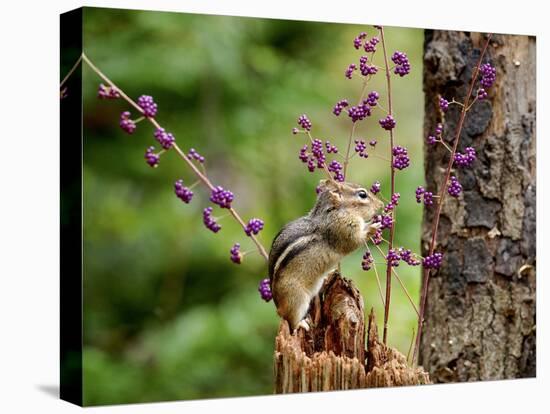 Eastern Chipmunk-Gary Carter-Premier Image Canvas