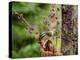 Eastern Chipmunk-Gary Carter-Premier Image Canvas