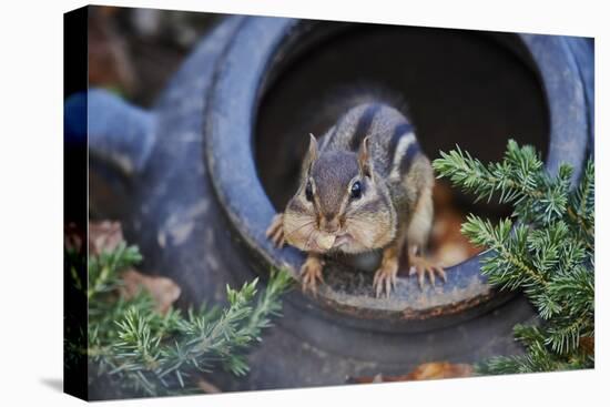 Eastern Chipmunk-Gary Carter-Premier Image Canvas