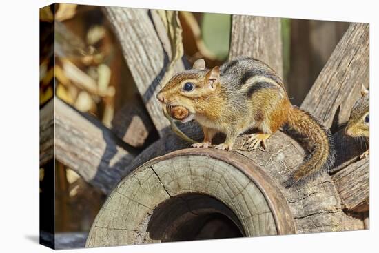 Eastern Chipmunk-Gary Carter-Premier Image Canvas