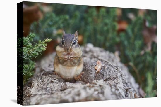 Eastern Chipmunk-Gary Carter-Premier Image Canvas