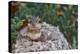 Eastern Chipmunk-Gary Carter-Premier Image Canvas