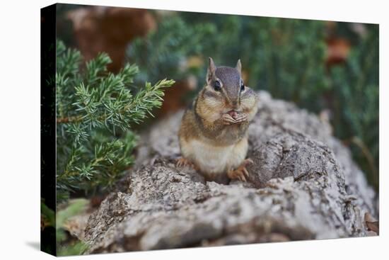 Eastern Chipmunk-Gary Carter-Premier Image Canvas