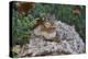 Eastern Chipmunk-Gary Carter-Premier Image Canvas