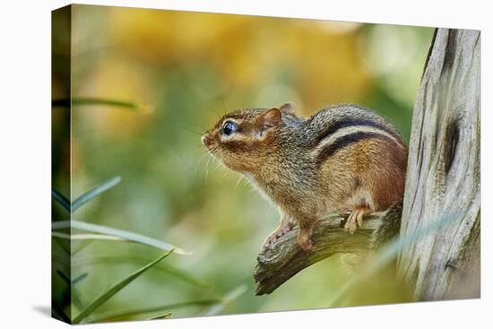 Eastern Chipmunk-Gary Carter-Premier Image Canvas