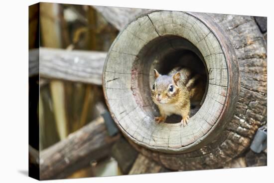 Eastern Chipmunk-Gary Carter-Premier Image Canvas