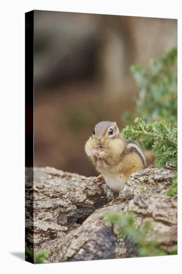 Eastern Chipmunk-Gary Carter-Premier Image Canvas